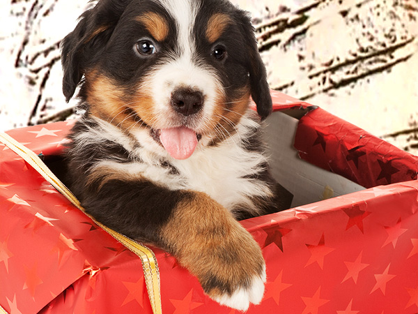 Bernese mountain dog puppy sitting in a christmas present