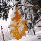 Желтый дубовый лист в снегу