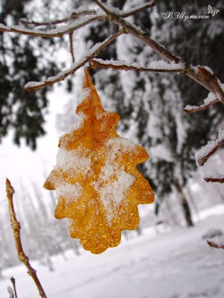 Желтый дубовый лист в снегу