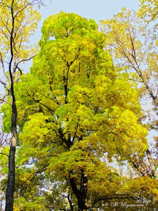 Осеннее настроение. Желтеющее дерево
