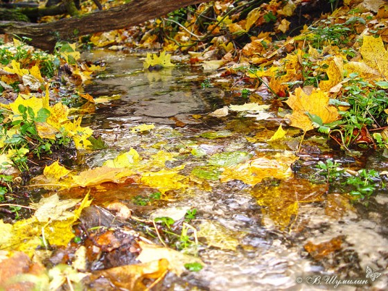 Осенние листья в ручье