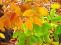 Желтые и зеленые осенние листья