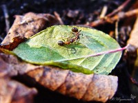 Встреча муравьев на листе