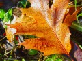 Осеннее настроение. Кленовый лист в росе