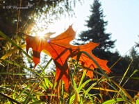 Осеннее настроение. Кленовый лист в солнечных лучах