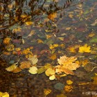 Осенние листья в воде