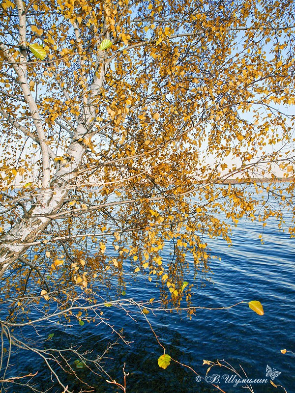 Осенняя березка над водой