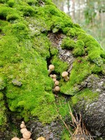 Маленькие грибы опята в корнях дерева со мхом