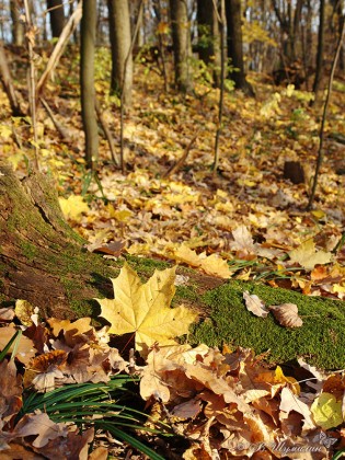 Кленовый лист в осеннем лесу у дерева со мхом
