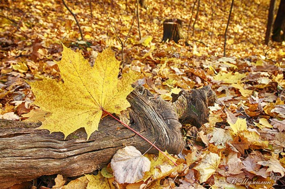 Кленовый лист осенний у поваленного ствола дерева