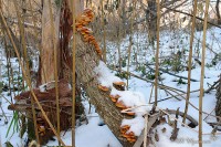Грибы опята под снегом на поваленом дереве