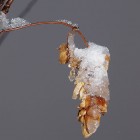 Зимняя шишка хмеля в снегу
