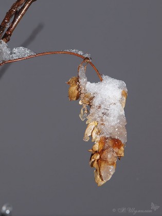 Зимняя шишка хмеля в снегу