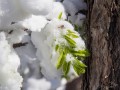Весенний листочек в снегу у ствола дерева