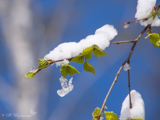 Молодые березовые листочки под снегом на фоне синего неба