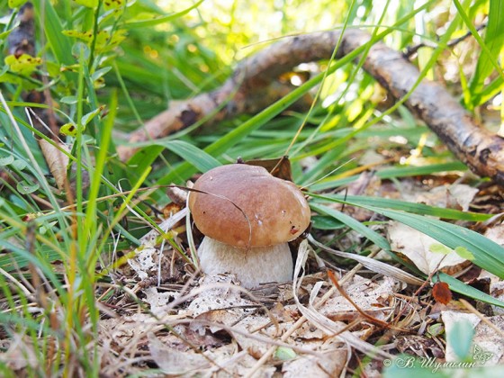 Молодой белый гриб в сухой траве