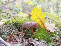 Белый гриб и осенний дубовый листок