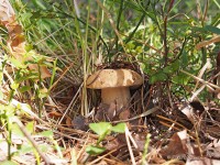 Молодой белый гриб  в траве