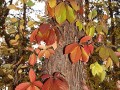 Разноцветные осенние листья ползущие по стволу