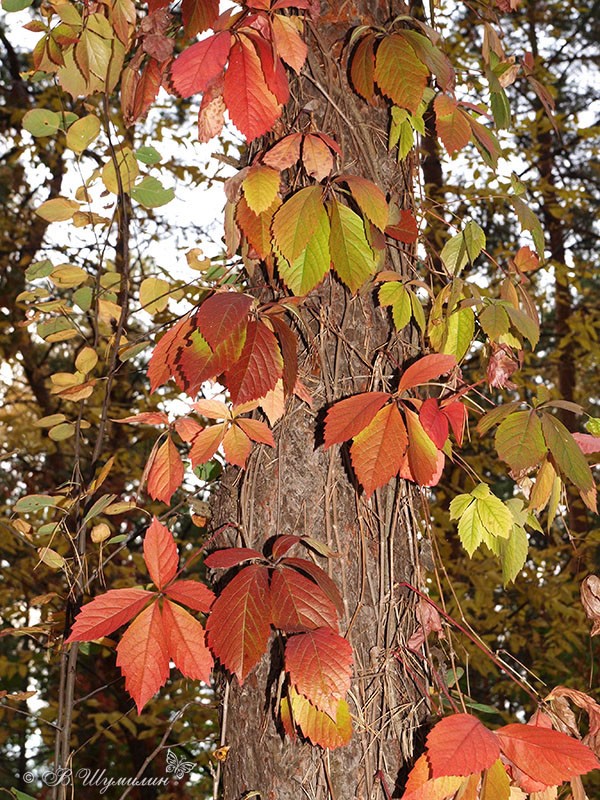 Разноцветные осенние листья ползущие по стволу
