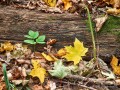 Осенние листья у поваленного дерева