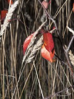 Красные осенние листья и колоски сухой травы