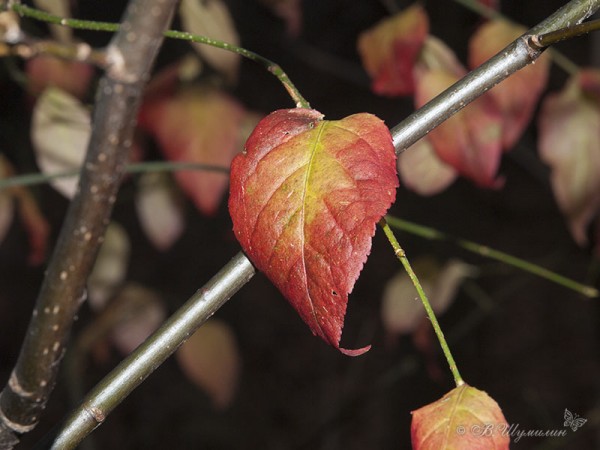 Красный осенний лист