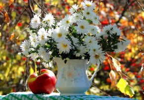 Белые хризантемы в чайнике