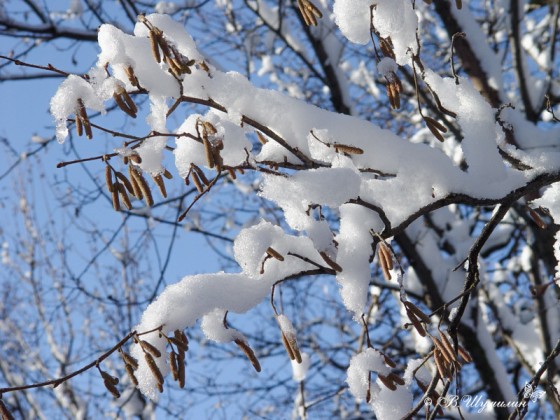 Ветки с сережками в снегу