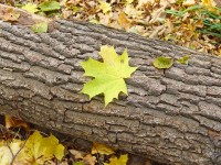 Осенний кленовый лист на стволе дерева