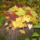 Разноцветная осенняя листва на пне