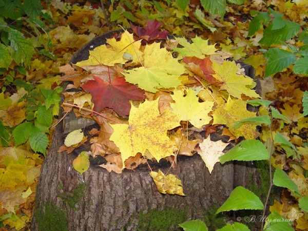 Разноцветная осенняя листва на пне