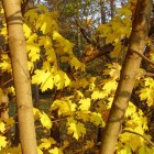 Желтые осенние листья клена в солнечных лучах