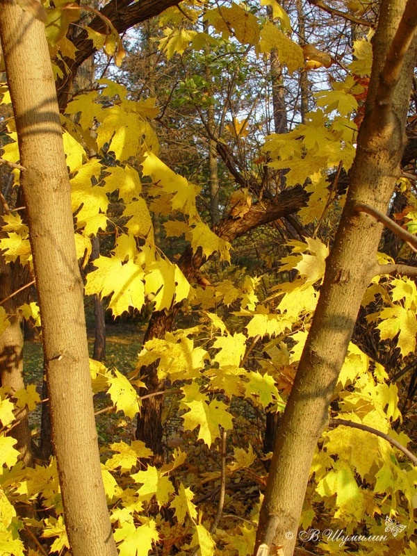 Желтые осенние листья клена в солнечных лучах
