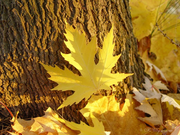 Осенний кленовый лист в солнечных лучах