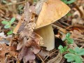 Белый гриб под дубовым листом