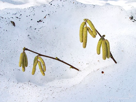 Весенние серёжки в снегу