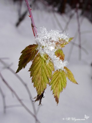 Листья малины в снежинках