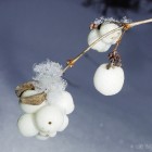 Белые ягоды в снежинках