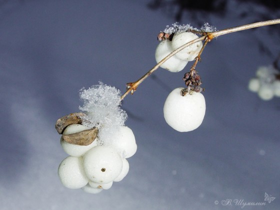 Белые ягоды в снежинках