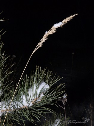 Колосок и сосновые иголки зимней ночью