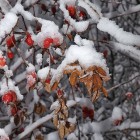 Осенние листья и шиповник в снегу
