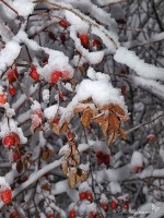 Осенние листья и шиповник в снегу