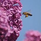 Пчела в полёте над сиренью