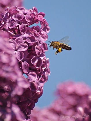 Пчела в полёте над сиренью