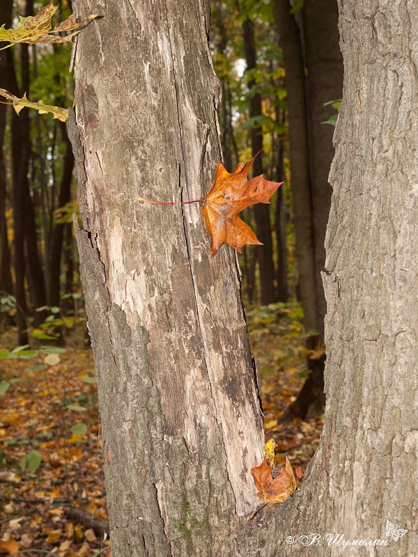 Осенний лист кленовый между стволов деревьев 