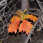 Осенние разноцветные листья в сухих ветвях
