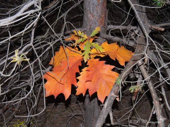 Осенние разноцветные листья в сухих ветвях