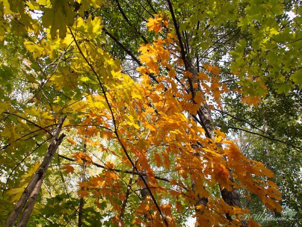 Ветви с разноцветной осенней листвой