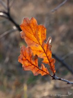 Осенние дубовые листья